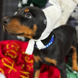 Halo - Black and rust male Doberman Pinscher puppy in Aredale, Iowa from Royal Dynasty Dobermann Kennel