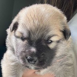 Lyra - Fawn and white female Icelandic Sheepdog puppy in Meadow Bridge, West Virginia from Valhalla Icelandic Sheepdogs