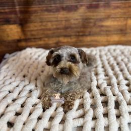 Kokomo - Miniature Schnauzer