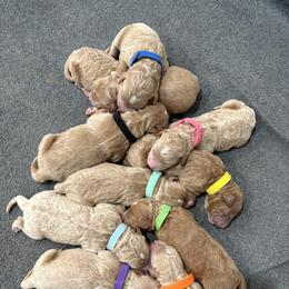 Goldendoodle Puppies from Bellegrove Goldendoodles
