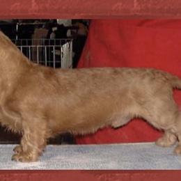 Dachshund puppies from Dominos Ch Mini Dachshunds