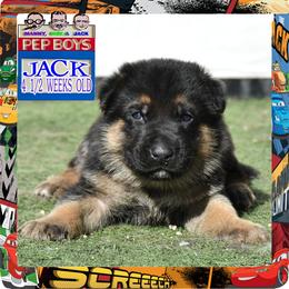 JACK - Black and red male German Shepherd puppy in Murrieta, California from Diamond Oaks German Shepherds