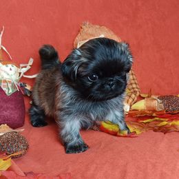 Brindle Boy - Fawn brindle male Pekingese puppy in Batesburg Leesville, South Carolina from My Unique Peke