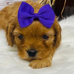 Norway - Red female Cavapoo puppy in Nixa, Missouri from Davis Family Doodles