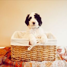 Sheepadoodle Puppies from Evergreen Mountain Doodles