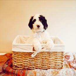 Sheepadoodle Puppies from Evergreen Mountain Doodles