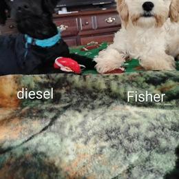 Cavapoo, Maltese, and Maltipoo All Grown Up from Carolina Canines