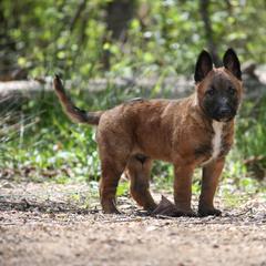 Belgian Laekenois Puppies from Sweetwater Belgian Laekenois