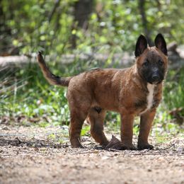 Belgian Laekenois Puppies from Sweetwater Belgian Laekenois