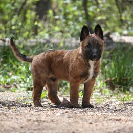 Belgian Laekenois Puppies from Sweetwater Belgian Laekenois