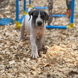 Tiffany - Blue female Great Dane puppy in Montgomery, Texas from KD Sweet Southern Danes