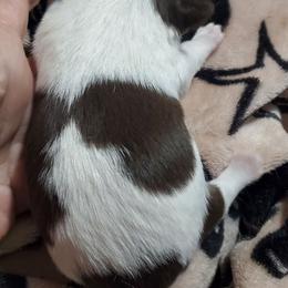 Boy 1 - Chocolate and white male Chihuahua puppy in Oklahoma City, Oklahoma from Teacup Chihuahuas and Friends