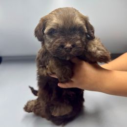Phineas - Chocolate male Havanese puppy in Culver City, California from Havan Sent Havanese
