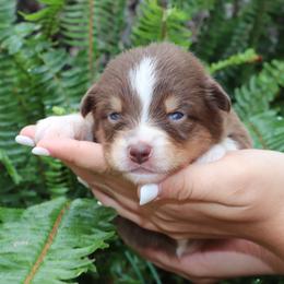 RTF2 - Ruby - Red tri female Miniature Australian Shepherd puppy in Goliad, Texas from Sassy Lil Aussies and Diamond W Poodles