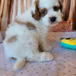Aussiedoodle, Cavapoo, and Poodle Puppies from Perkins Pups