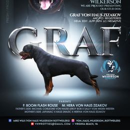 Graf - Rottweiler