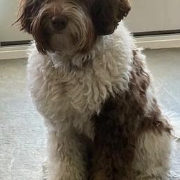 Australian Labradoodles from Sweet Time Labradoodles