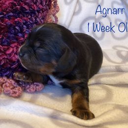 Cavalier King Charles Spaniel Puppies from M & M Cavaliers