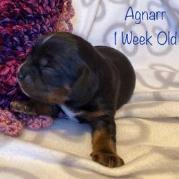 Cavalier King Charles Spaniel Puppies from M & M Cavaliers
