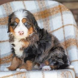Patch - Merle male Bernedoodle puppy in Dundee, Ohio from Down Home Doodle