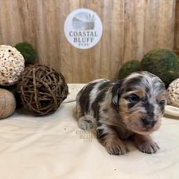 Girl 2 - Dapple female Dachshund puppy in Woodbine, Georgia from Coastal Bluff Pups