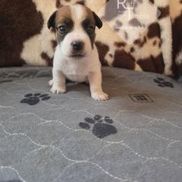 Boy 1 : Tootles - White and tan male Russell Terrier puppy in Harvel, Illinois from Ruff and Tumble Russell Terriers