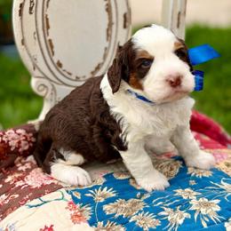 Chestnut - Brown and white male Bernedoodle puppy in Mapleton, Utah from Natural Doodle Life