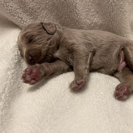 Long Haired Weimaraner Puppies from Northern Bluegrass Weimaraners