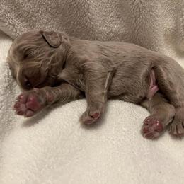 Long Haired Weimaraner Puppies from Northern Bluegrass Weimaraners
