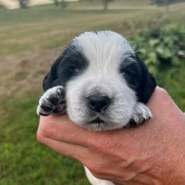 Orange collar - White and black male English Springer Spaniel puppy in Sterling, Michigan from Springerdoodles In MI