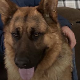 German Shepherds from James McDonnell