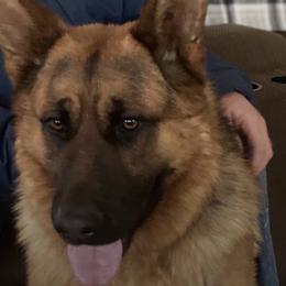 German Shepherds from James McDonnell