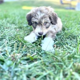 Aussiedoodle Puppies from A Dose Of Doodle