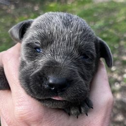 Dilute Retriever and Labrador Retriever Puppies from B and B Riverbottom Kennel