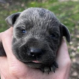Dilute Retriever and Labrador Retriever Puppies from B and B Riverbottom Kennel