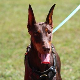 Heidi  - Doberman Pinscher