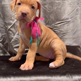 LACEy - Fawn female American Bully puppy in Texas from TEXAS BULLY FAMILY