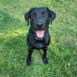 Ember - Labrador Retriever