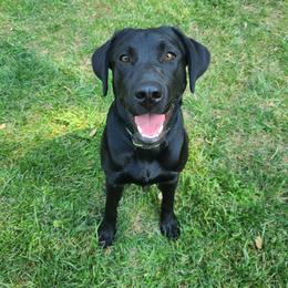 Ember - Labrador Retriever