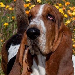 Basset Hounds from Terri's Basset Hounds