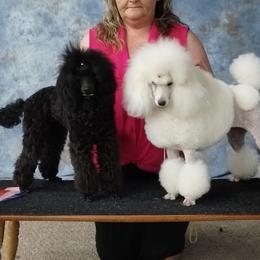 Poodles from LaZol's  Minis