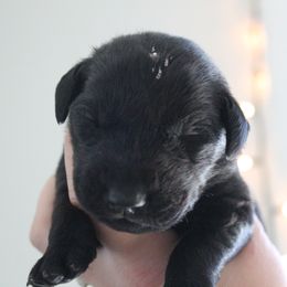 Golden Retriever and Labrador Retriever Puppies from Trenlock Kennels