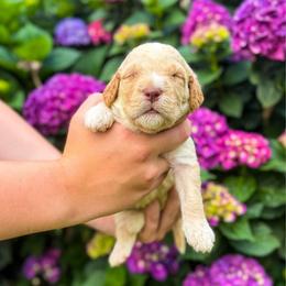 Tiger Lily (Tiger) - Cream male Labradoodle puppy in Elizabeth City, North Carolina from Howdy Doodles