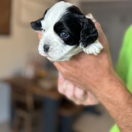 Piper - Black and white female Cockapoo puppy in Lafayette, Louisiana from Kinkade Kennels