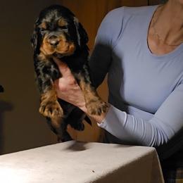 Gordon Setter Puppies from Sun-sett Gordon Setters