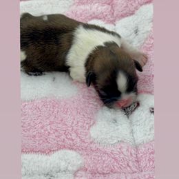 Pebbles - Brindle and white female Shih Tzu puppy in Goodyear, Arizona from Arizona Sunrise Shih Tzus