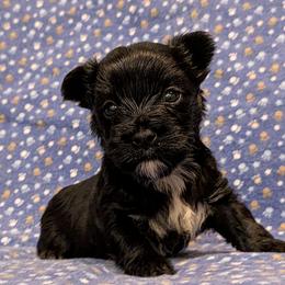 Essex - Parti male Yorkshire Terrier puppy in Gatesville, Texas from KontryKritterz Yorkies