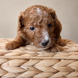 AKC Shadow - Red  male Poodle puppy in Tampa, Florida from The Sweet Life of a Toy Poodle