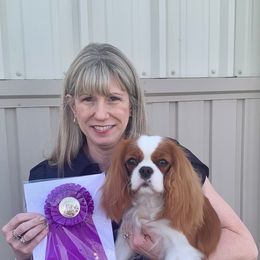 Lily - Cavalier King Charles Spaniel