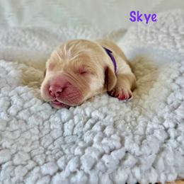Skye - Golden female Golden Retriever puppy in San Bernardino, California from Thegoldendreams1